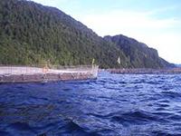 La académica señala que, en el caso de Chiloé, la salmonicultura no solo ha transformado el paisaje, también el metabolismo hídrico, entre otros efectos.