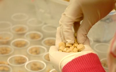 Estudiantes crearon paté 100 por ciento vegetal